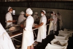 Processing Patagonia toothfish.